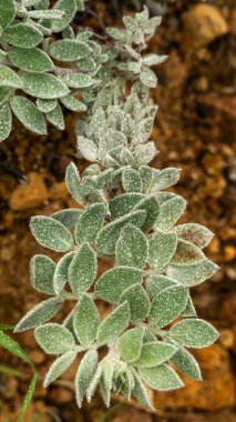 Thick Dew Drops Cover Fuzzy Cascading Leaves in Channel Islands National Park clipart