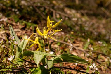 Yellow Trillium Blossoms Open in Spring in the Smokies clipart