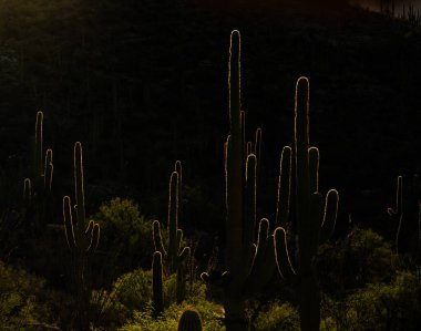 Saguaro Kaktüsü Sonoran Çölü 'nde Sabah Güneşi' nde parlıyor.