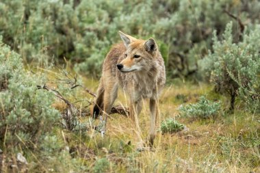 Yellowstone Ulusal Parkı 'ndaki Lamar Vadisi' nde Meraklı Çakal Geziniyor