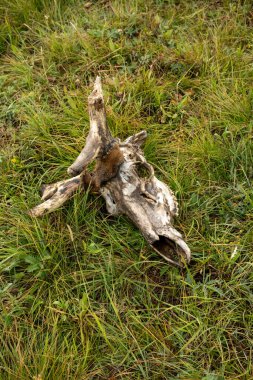 Geyik Kafatası Yellowstone Prarie 'sinde Çürüyor