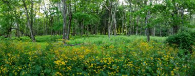 Altın Ragwort Çiçekleri ve Kalın Eğreltiotları Shenandoah Ulusal Parkı 'ndaki Orman zeminini dolduruyor