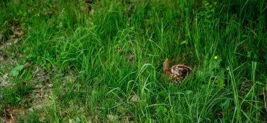 Shenandoah Ulusal Parkı 'ndaki Uzun Çimenler' de Fawn Saklanıyor