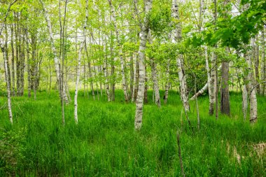 Acadia Ulusal Parkı 'ndaki Parlak Yeşil Orman Zeminine Karşı Beyaz Huş Gövdesi Duruyor