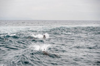 Santa Barbara Kanalı 'ndaki teknenin arkasından yunus atladı.