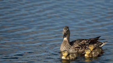 Yellowstone Ulusal Parkı 'ndaki Grebe Gölü' nde Üç Ördek Yavrusu Olan Mavi Kanatlı Kadın Teal.