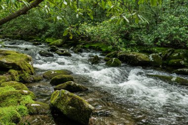 Great Smoky Dağları Ulusal Parkı 'ndaki Mossy Kayaları ve Yoğun Rhododendron Kanat Noland Deresi