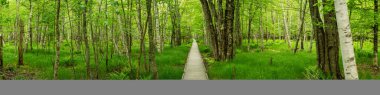 Jessup Yolu Acadia Ulusal Parkı 'ndaki Parlak Yeşil Orman' dan Kesiliyor