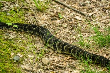 Shenandoah Ulusal Parkı 'nda Çıngıraklı Yılan Uzanıyor