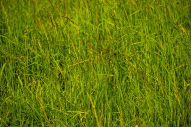 Uzun Çimenler Shenandoah Ulusal Parkı 'nda Yeni Doğan Geyik Yavrusu Saklıyor