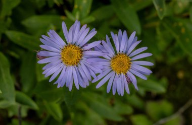 Buzul Ulusal Parkı 'nda İki Yapraklı Aster Çiçek Açtı