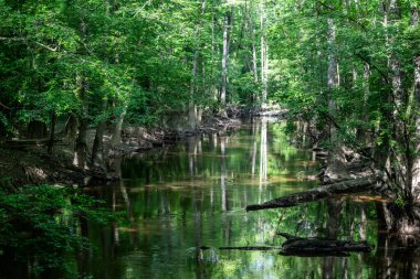Cedar Creek 'in suları Congaree Ulusal Parkı' ndaki Cypress Ağaçları 'ndan geçiyor.