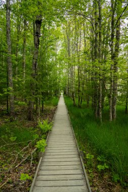 Acadia Ulusal Parkı 'nda Jesup Yolu' nun karşısındaki tahta planklar.