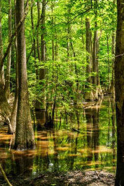 Parlak Yeşil Ağaçlar, Congaree Ulusal Parkı 'nın Kahverengi Suyu' ndan Yükseliyor