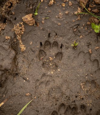 Santa Cruz Adası 'ndaki Kanal Adası Tilki Baskısı