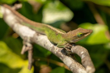Yeşil Anoleler Kertenkele Parlak bir günde çalılıklarda küçük bir dalda dinleniyor