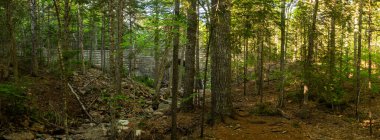 Acadia Ulusal Parkı 'ndaki ağaçların arasına saklanmış baldıran otu köprüsü.