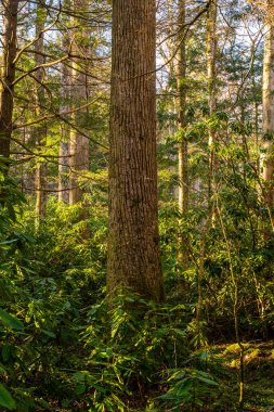 Büyük Dumanlı Dağlar Ulusal Parkı 'nın Albright Grove' undaki Büyük Ağaç