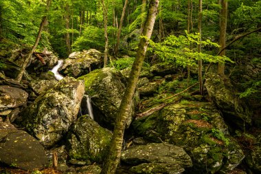 Shenandoah Ulusal Parkı 'ndaki Cedar Run Patikası boyunca Kayalar Ormanı Kırdı
