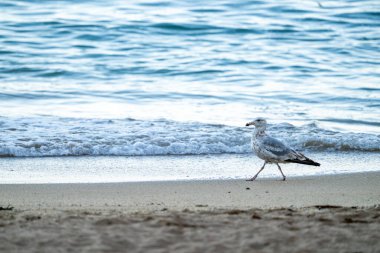 Martı Acadia Ulusal Parkı 'ndaki sahil boyunca yürüyor