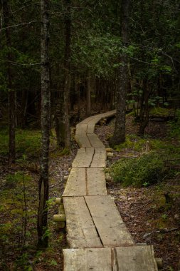 Acadia Ulusal Parkı 'nda Planked Boardwalk ile Gölgeli Orman