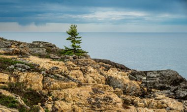 Acadia Ulusal Parkı 'nın Rocky Sahili' ndeki Tek Ağaç
