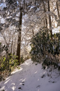 Kar, Rododendron 'a ve Dumanaltı Yolu' ndaki Çam Ağaçlarına Yapışır