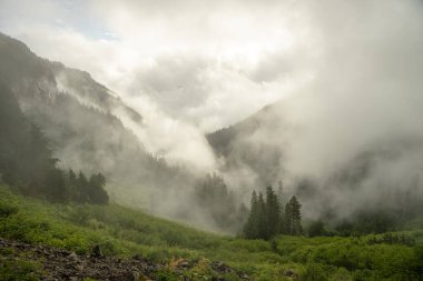 Rainier Dağı Ulusal Parkı 'ndaki Ipsut Geçidi' nin altındaki vadide yoğun sis var.