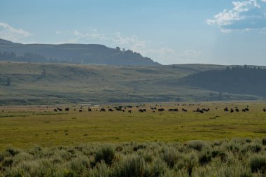 Yellowstone Ulusal Parkı 'nda Bison Sürüsü Geniş Görüş