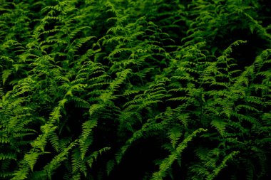Yazın Shenandoah Ormanı 'nda Fern' in Kılıçları
