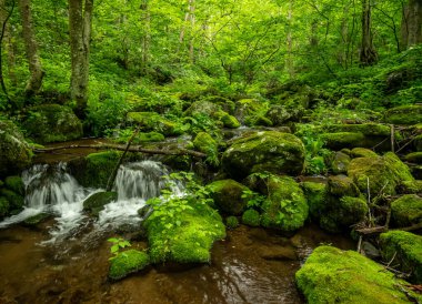 Shenandoah Ulusal Parkı 'nda Parlak Yeşiller