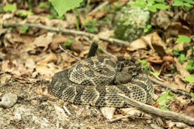 Shenandoah Ulusal Parkı 'nda Kıvrılmış Çıngıraklı Yılan Kuyruğunu Sallıyor