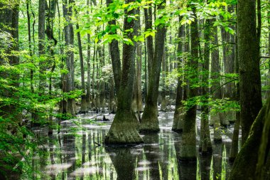Congaree Ulusal Parkı 'nda Sel Altındaki Sular Yosunlu Kıbrıs Ağaçlarını Sardı