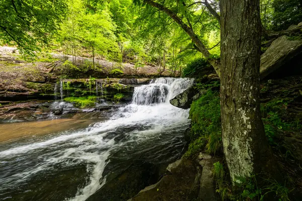 New River Gorge Ulusal Parkı 'ndaki Dunloup Creek' in kıyısında Büyük Ağaç Gövdesi ve Kayalar