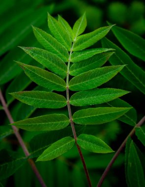 Acadia Ulusal Parkı 'ndaki Sumac Fabrikasında Küçük Yeşil Yapraklar