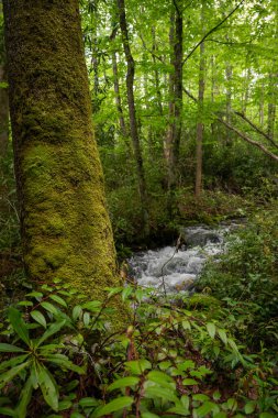 Springhouse Branch Deresi Yeşil Orman 'ın içinden geçiyor.