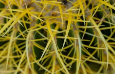 Saguaro Ulusal Parkı 'nda Parlak Sarı Fıçı Kaktüsünün İpuçları