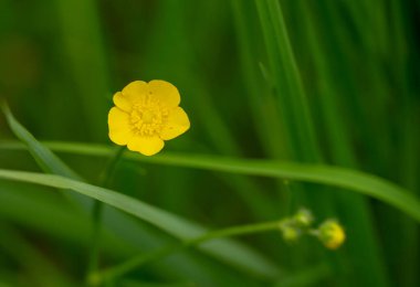 Acadia Ulusal Parkı 'nda Çayırçiçeği sarı çiçeği.