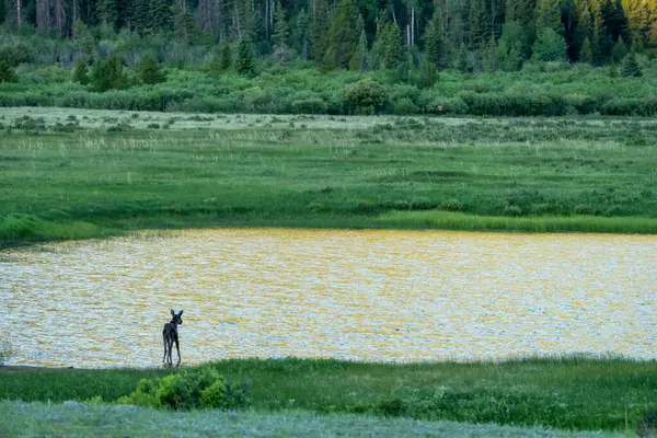 Genç Geyik, Rocky Dağı Ulusal Parkı 'ndaki altın ışığı yansıtan bir gölün kenarına bakar.