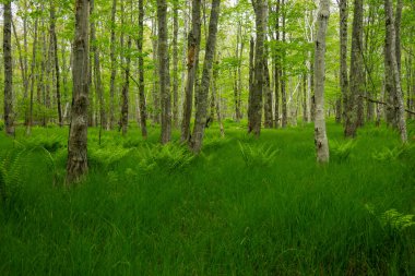 Acadia Ulusal Parkı 'ndaki Birch Ormanı Çimen ve Eğreltiotu Kapaklı