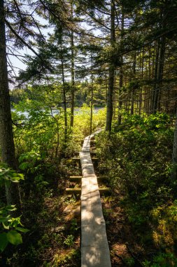 Acadia Ulusal Parkı 'ndaki Ormanda Tahta Yürüyüş