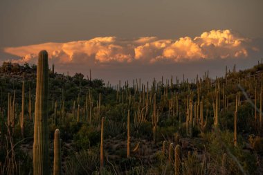 Dramatik Bulutlar Saguaro Ulusal Parkı 'ndaki Saguaro Kaktüs Ormanı' nda Turuncu Parlıyor