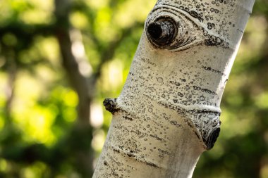 Rocky Dağı Ulusal Parkı 'ndaki Aspen Ağacı Gövdesi' nde düğümler.