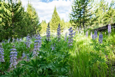 Lupin Grand Teton Ulusal Parkı 'nda Yazın Yükseliyor