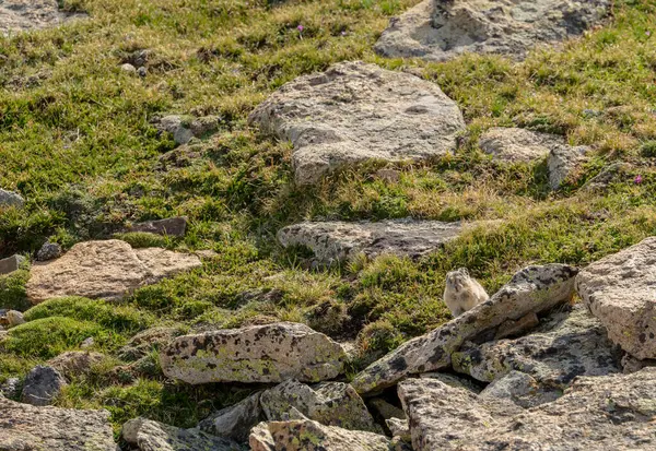 Pika Düz Kaya 'da Duruyor ve Rocky Dağı Ulusal Parkı' nın tundrasında