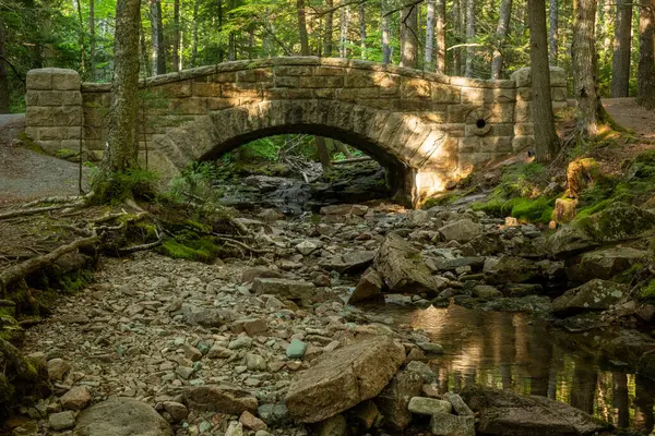 Acadia Ulusal Parkı 'ndaki Hadlock Brook Köprüsü' nün altındaki ormanı yansıtıyor.