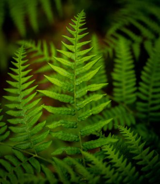 Fern 'in Tek Bıçağı Acadia' da Sabah Işığıyla Vurgulandı