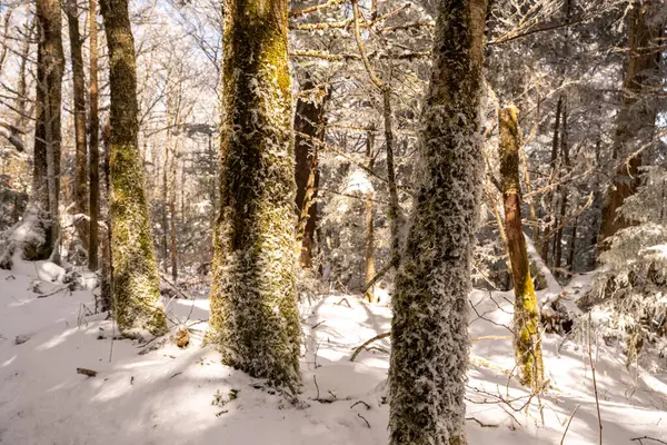 Büyük Dumanlı Dağlar Ulusal Parkı 'nda Kar Yoğun Yosun' a Yerleşir
