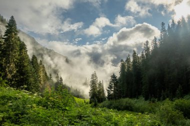 Rainier Dağı Ulusal Parkı 'ndaki Ipsut Geçidi' nin altındaki orman yamaçlarında yoğun sis yükselmeye başladı.