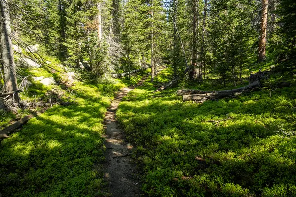 Uzun Ağaçlar, Rocky Dağı Ulusal Parkı 'ndaki Parlak Yeşil Orman' ın Zemin ve Patikası 'nda Gölgeler Bırakıyor